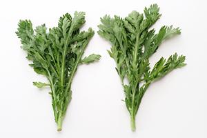 大府市で最高のイタリアンレストランを徹底紹介！2025年最新ガイド